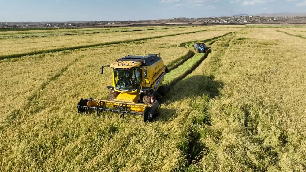 Şanlıurfa’da Karacadağ Pirinç Hasadı Başladı