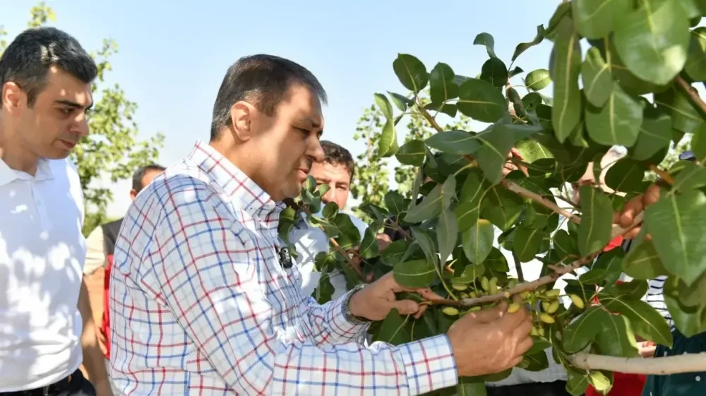 Vali Şıldak, Boz Fıstık Hasadına Katıldı