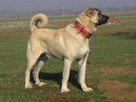 Kangal Köpeklerinin Atası Bozova dan Çıkma