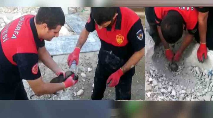 Toprak ve kaya yığınının altında kalan yavru köpek kurtarıldı